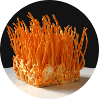 Экстрaкт кордицeпсa